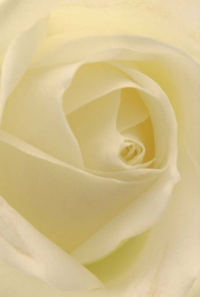 Viewed from close-up, this elegant white rose reveals the sophisticated layering of its creamy petals-each one shaped with gentle precision, echoing the tranquil spirit of Harlow's local gardens in summer. Cream, ivory, and palest lemon blend seamlessly in soft gradations, illuminated by delicate daylight streaming across the petals like a gentle morning breeze through the Market Square. The core spirals with near-perfection, symbolizing quiet resilience and pure intent. Faint shadows carve out hypnotic depths, while the smooth, matte surface calls to mind luxurious silk. A subtle, clean perfume seems to rise from the rose, making it a perfect choice for commemorating special moments-from heartfelt apologies to proud celebrations. Artfully arranged, this bloom promises to bring serenity and understated grace to any home in Harlow, with every petal telling a story of local craftsmanship and the care that goes into every delivery made by Flowers Harlow.